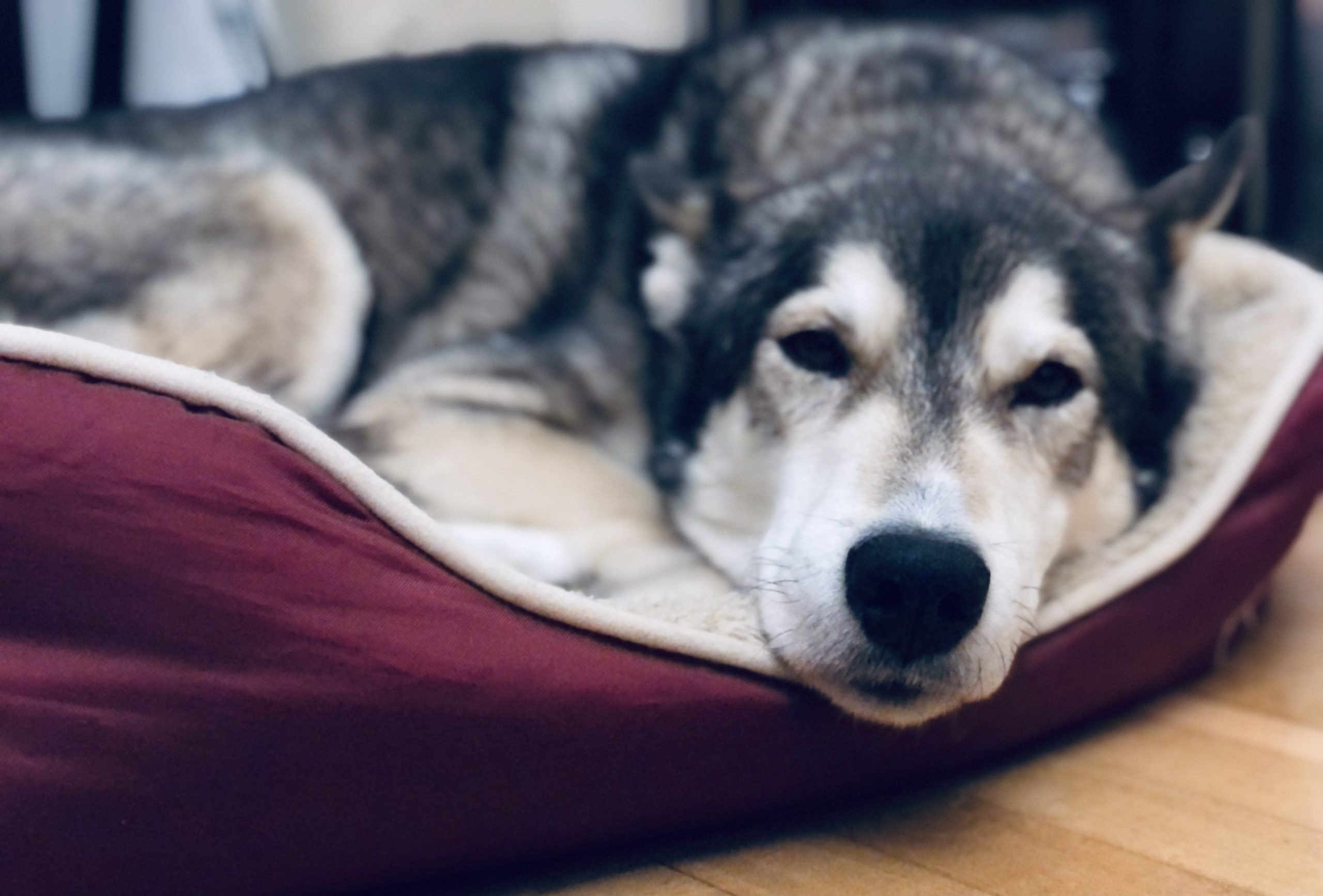 Bild von Husky Rüde Argos