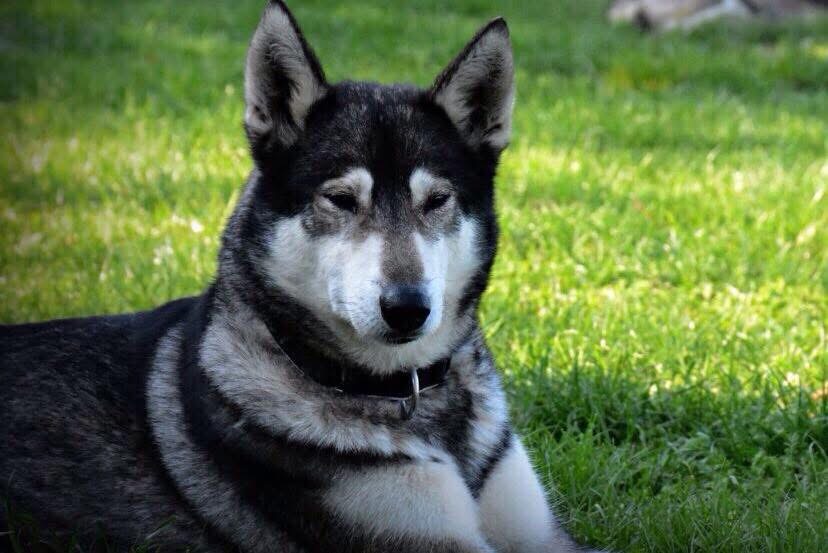 Bild von Husky Rüde Candy