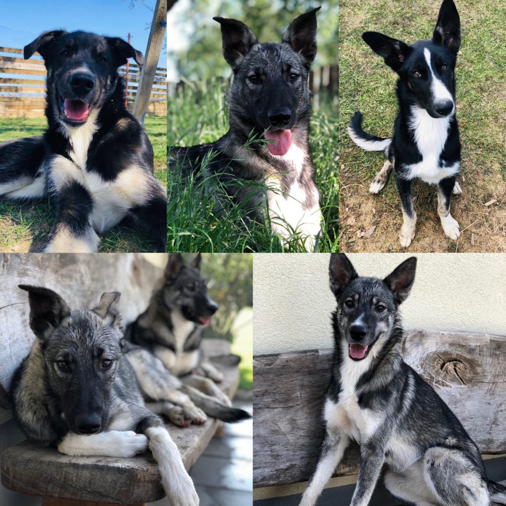 Cooper, Kobuk, Jessie Nenana & Hope Foto Collage von den 5 Huskys Cooper, Kobuk, Jessie Nenana & Hope