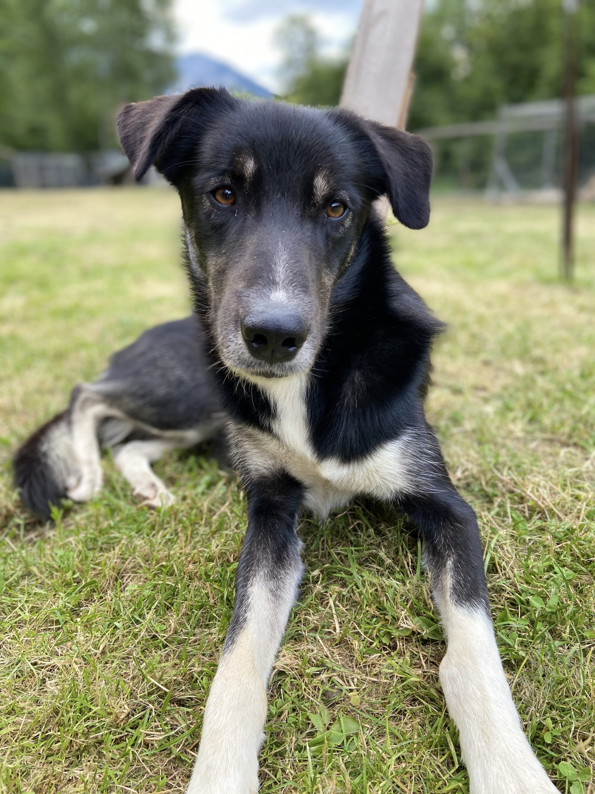 Bild von Husky Rüde Cooper