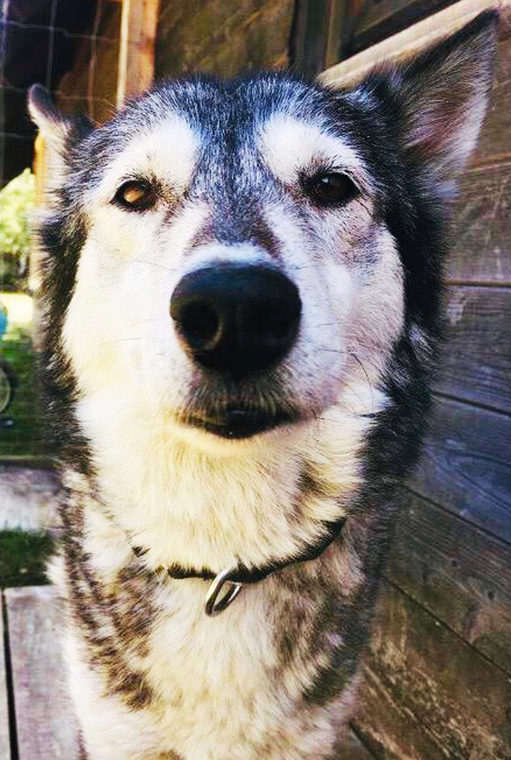 Bild von Husky Hündin Edit