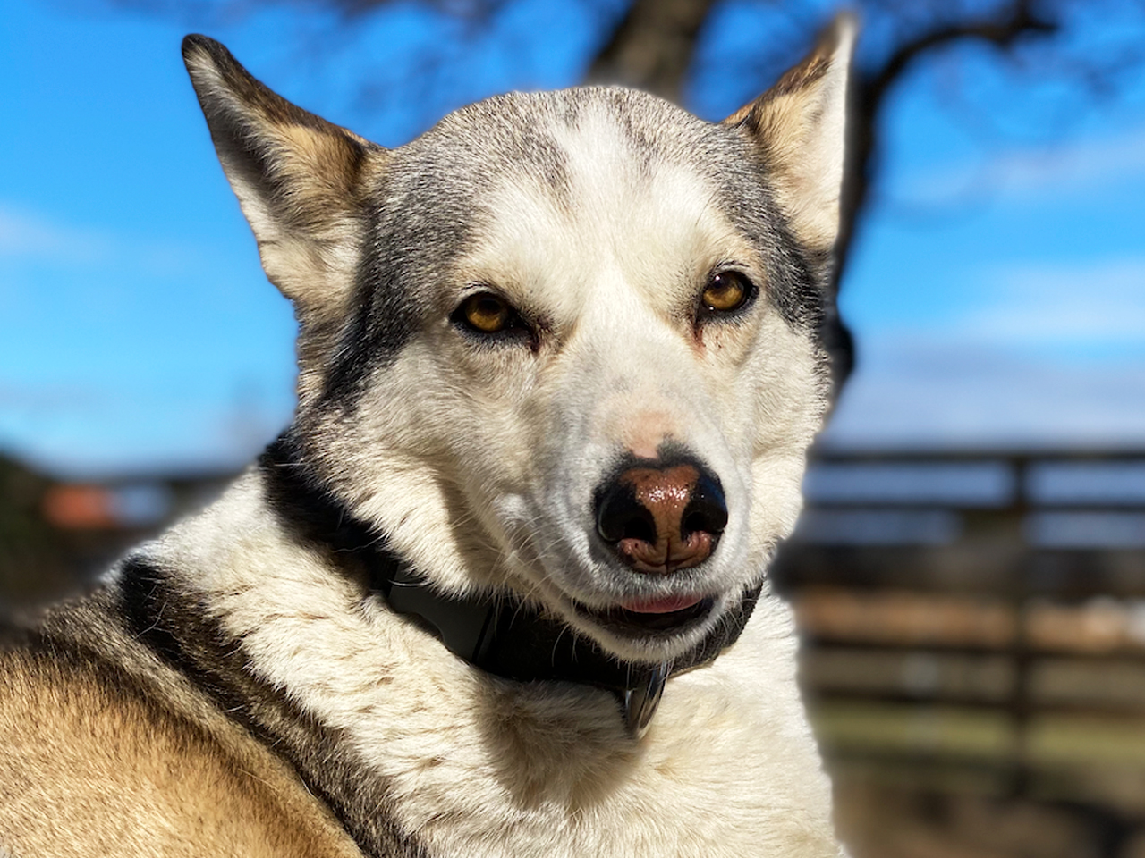 Bild von Husky Hündin Ellie