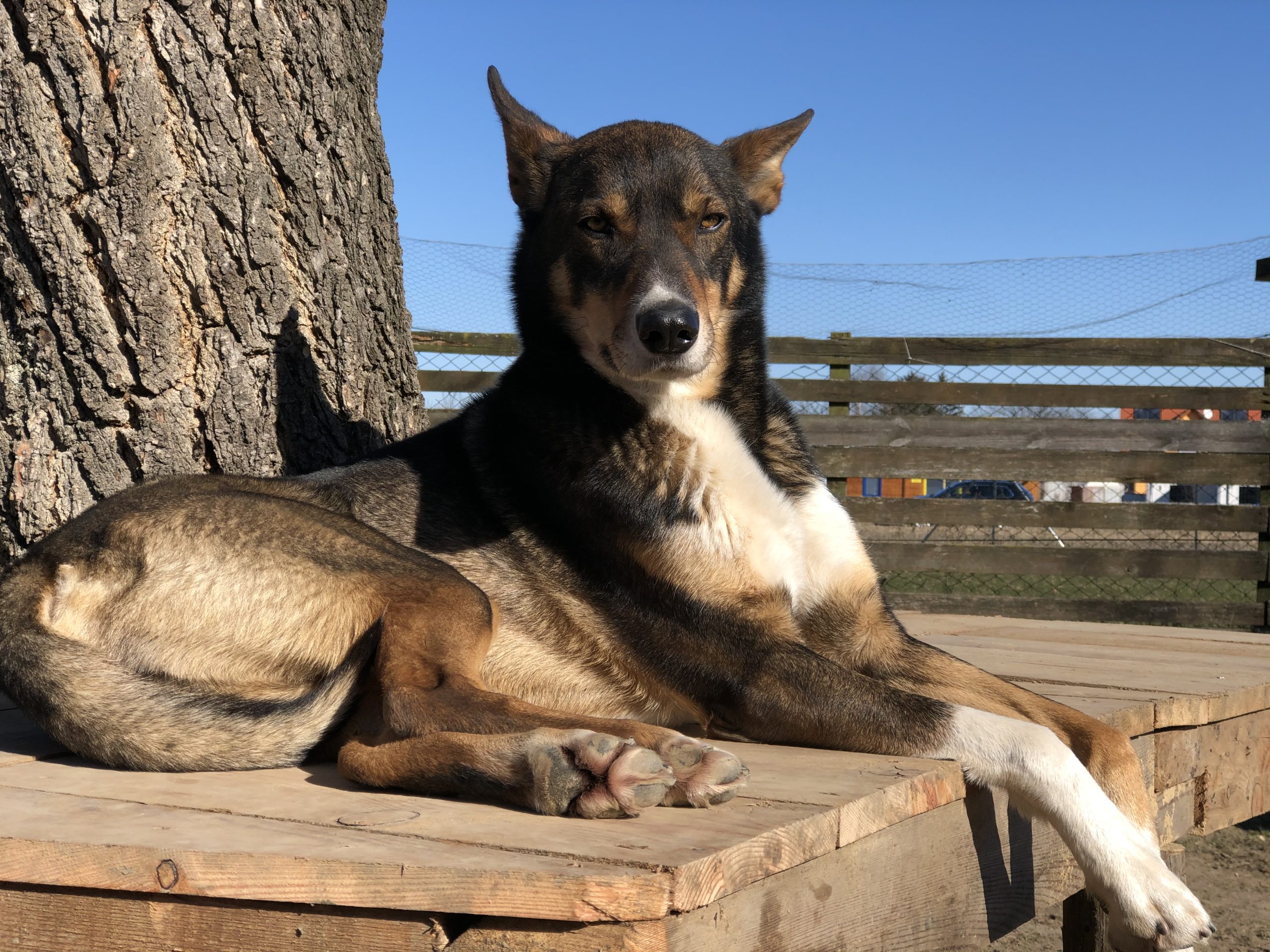 Bild des Huskys Finn
