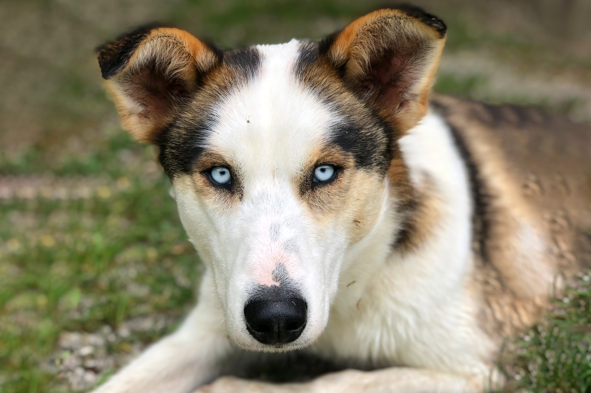 Bild von Husky Hündin Frieda