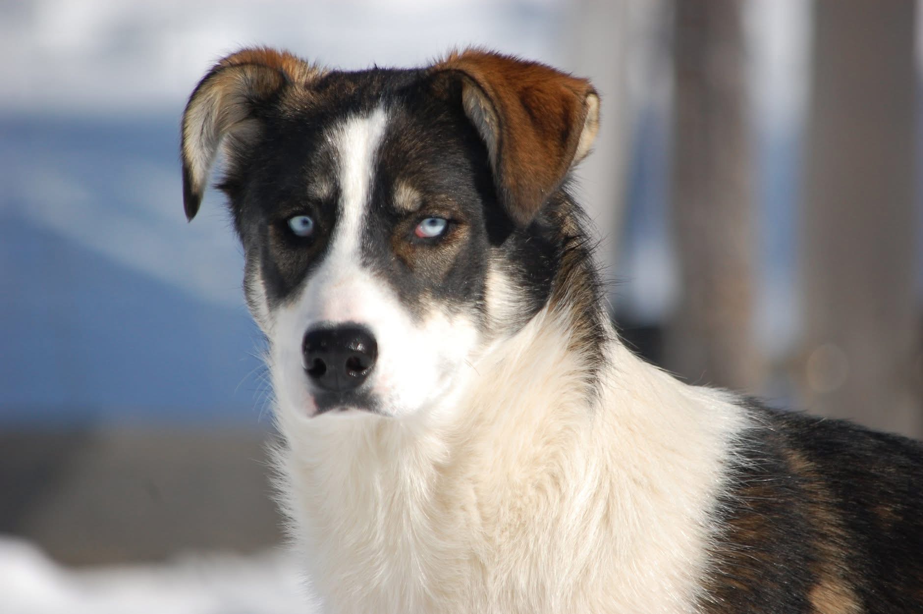 Bild von Husky Hündin Hedwig