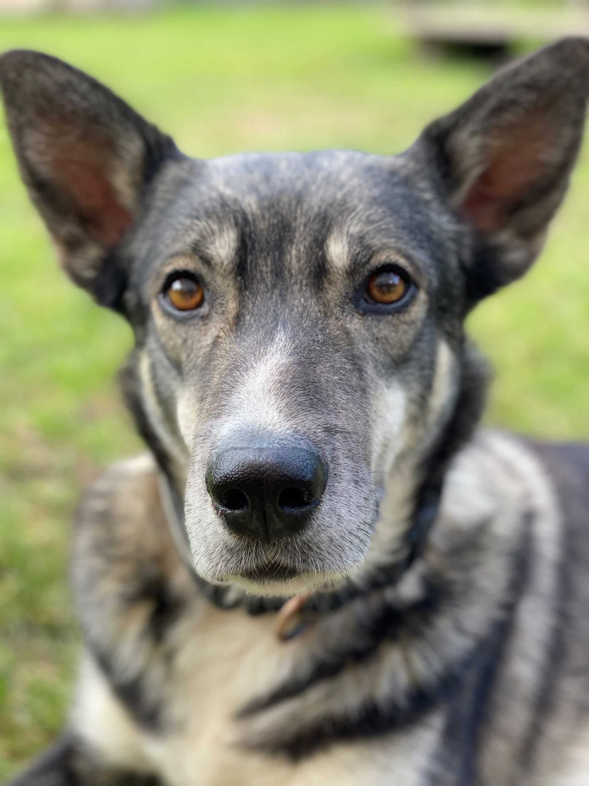 Bild von Husky Hope