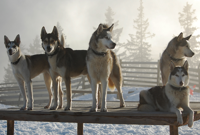 Verschneite Winterlandschaft mit 6 Huskys die majestätisch auf einem Holzsteg stehen