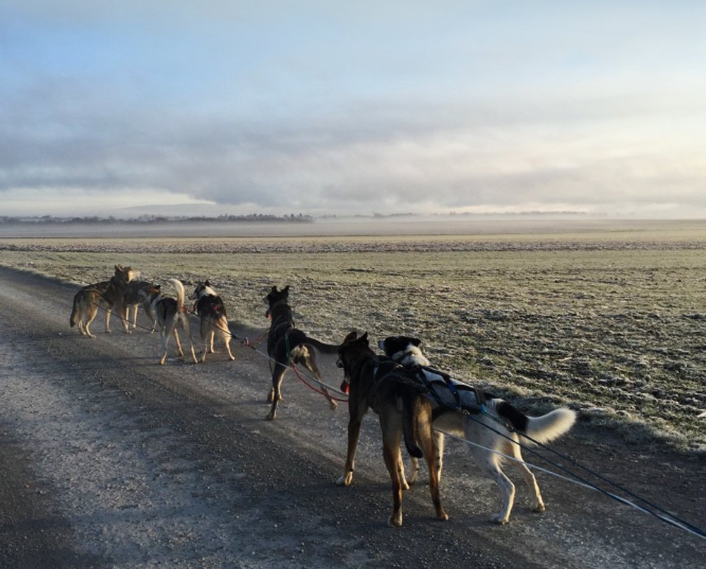 Huskyfieber Kontakt Bild von einer Trainingsfahrt mit einem Huskygespann bestehend aus 7 Huskys