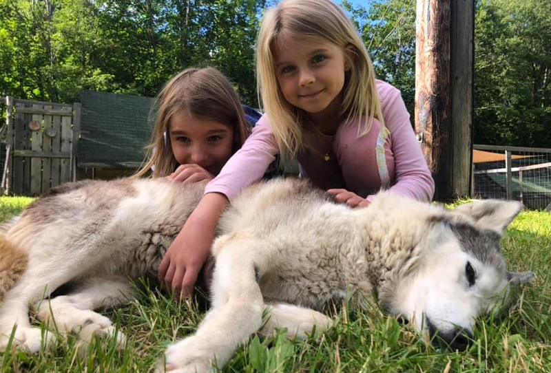 Huskyfieber Schnupperstunde Bild von 2 jungen Mädchen, die in einer Wiese einen Husky streicheln