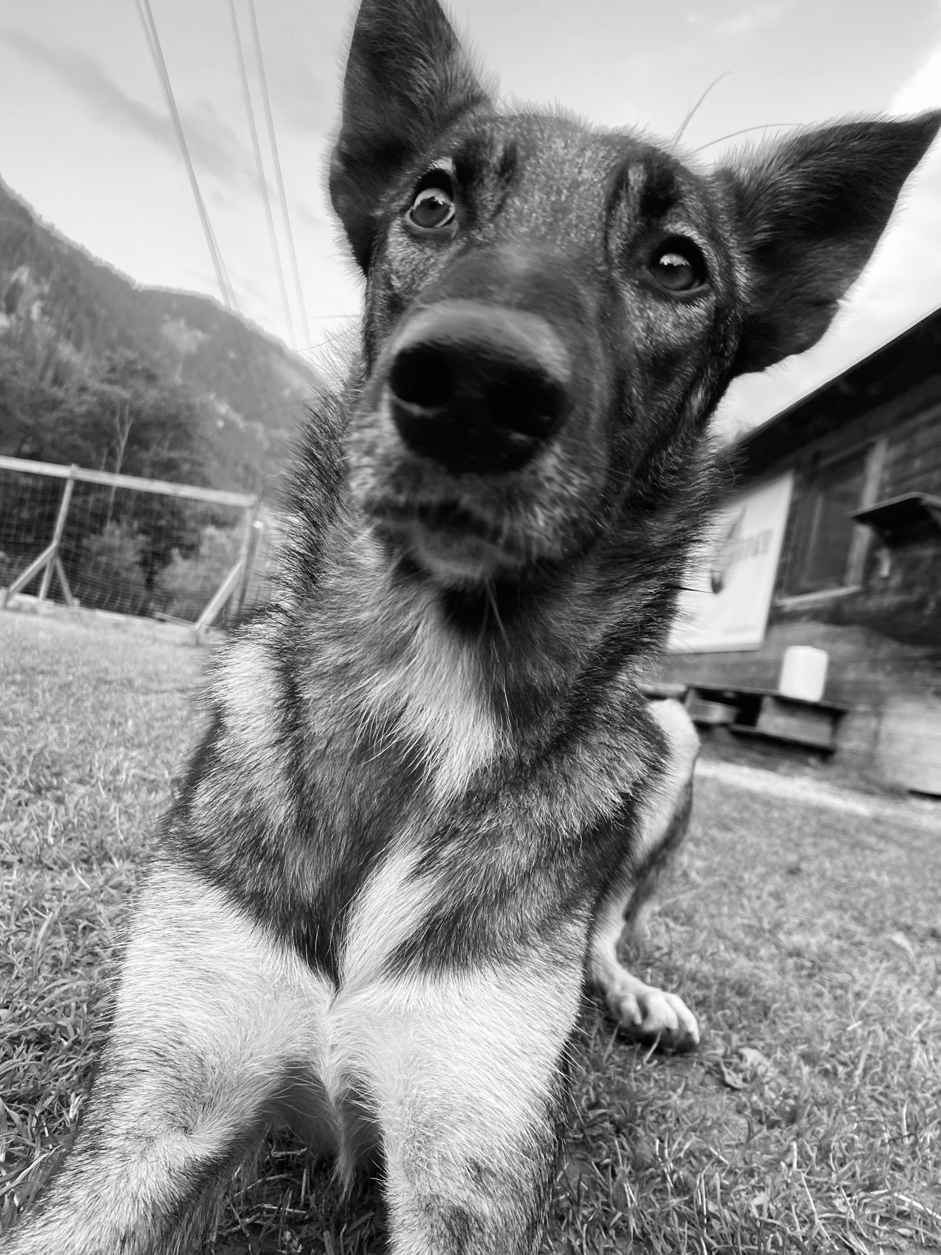 Bild von Husky Hündin Jessie