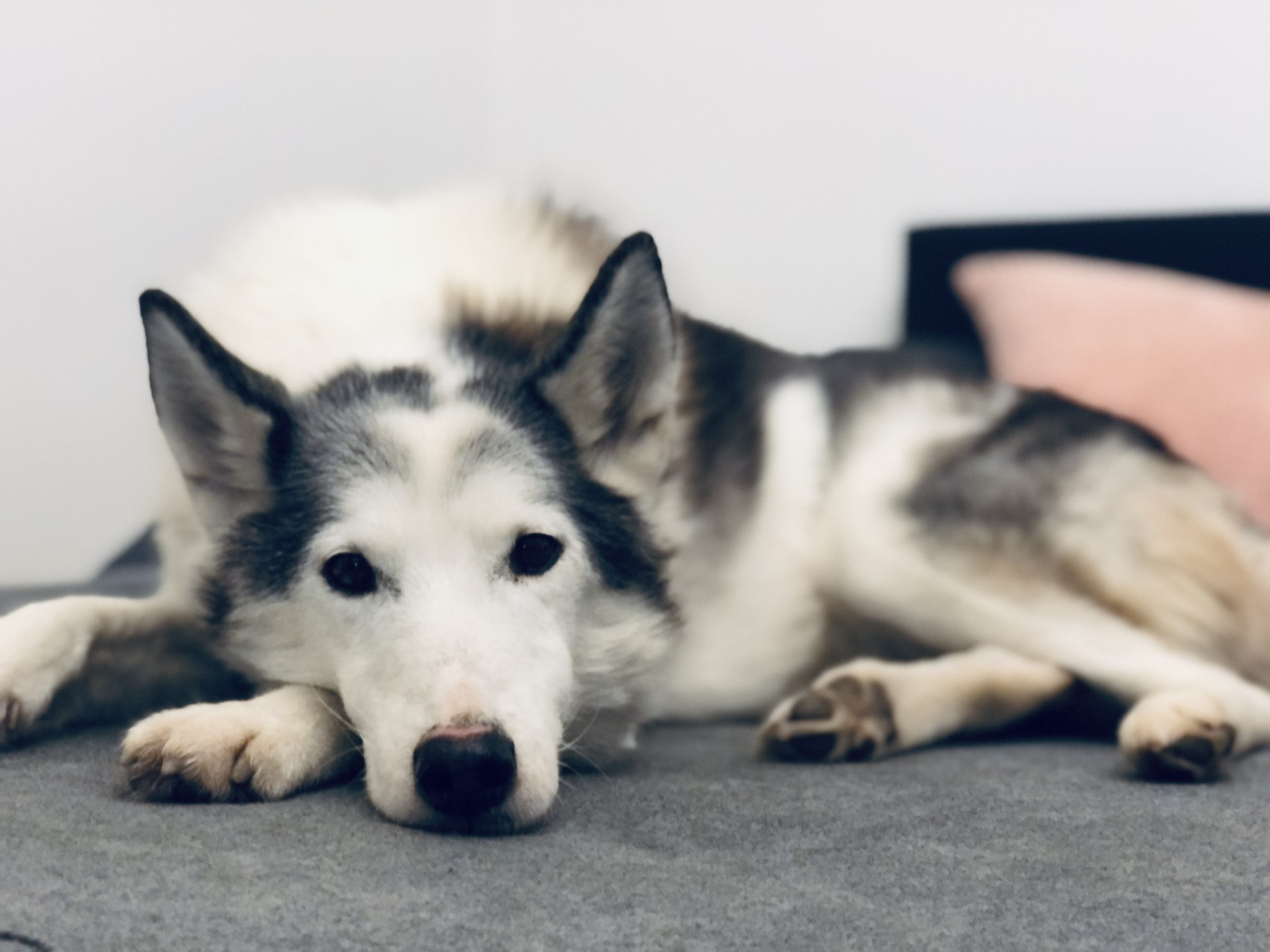Bild von Husky Hündin Kiruna