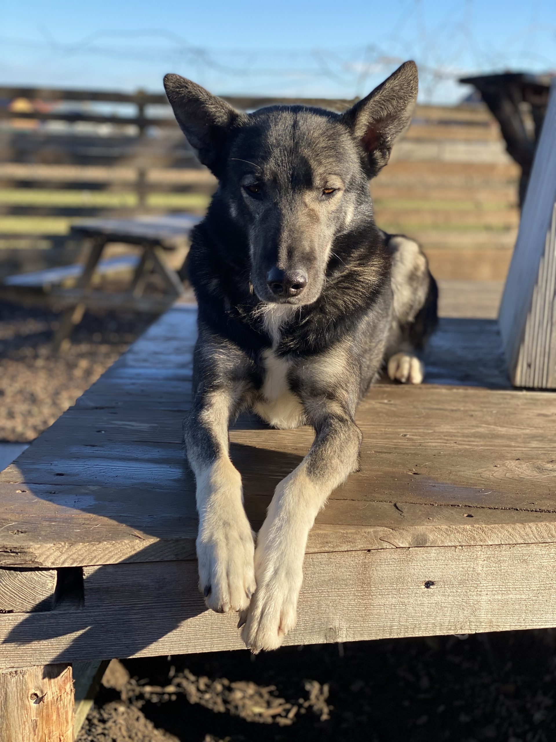Bild von Husky Kobuk