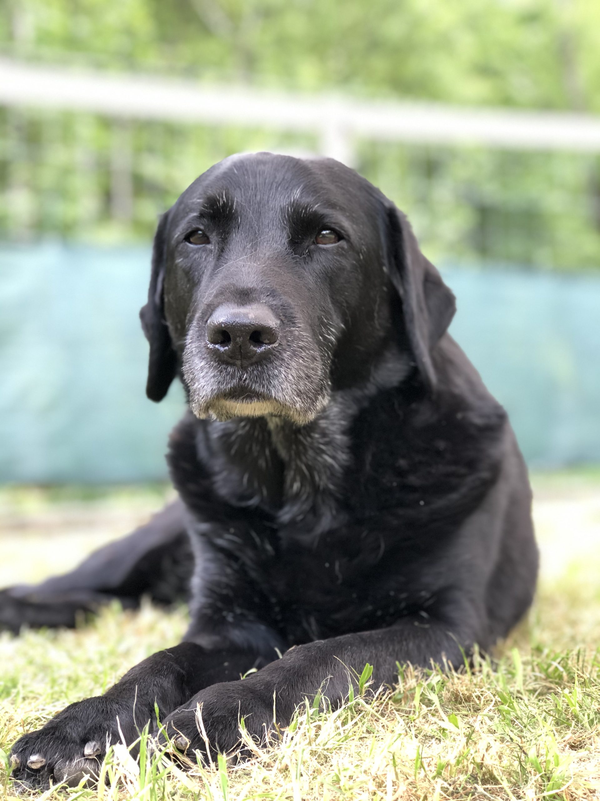 Bild von der Labradorhündin Lara