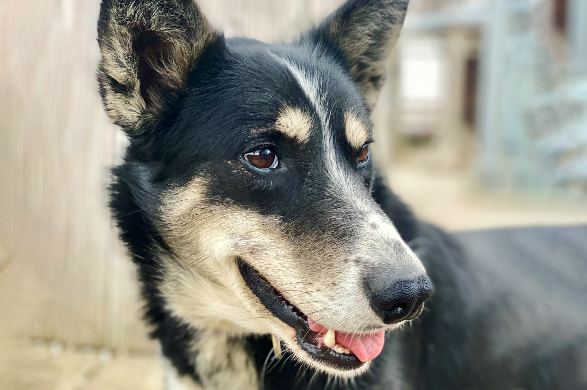 Bild von Husky Hündin Mini Saxon
