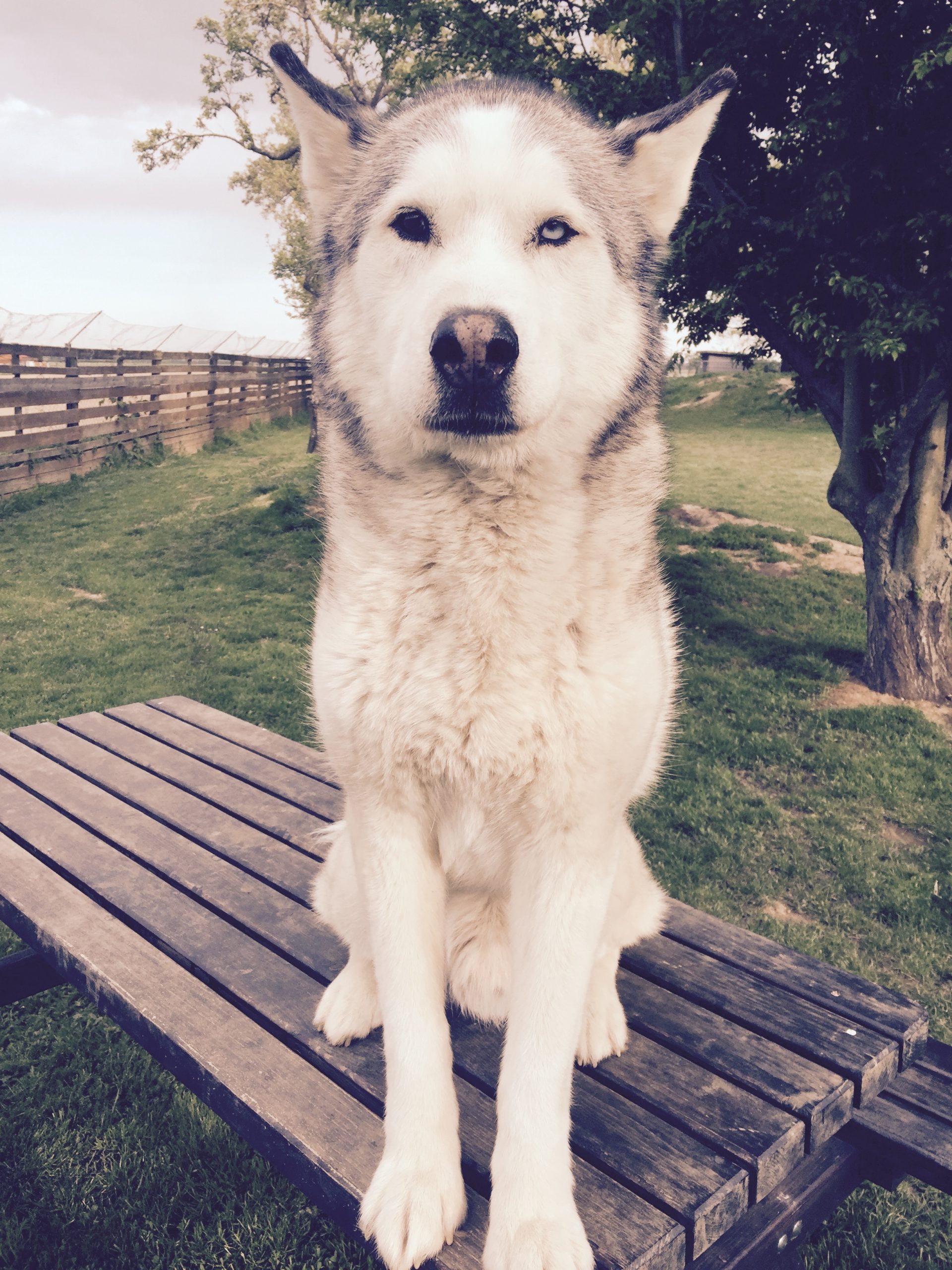 Bild von Husky Rüde Nanuk