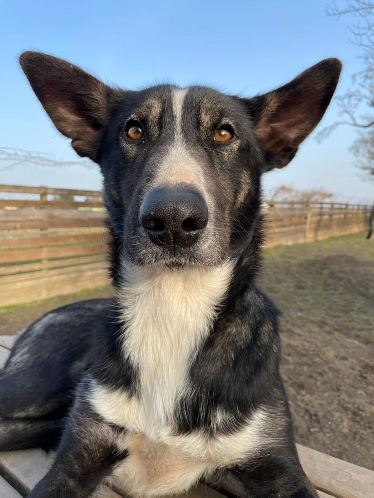 Bild von Husky Hündin Hope