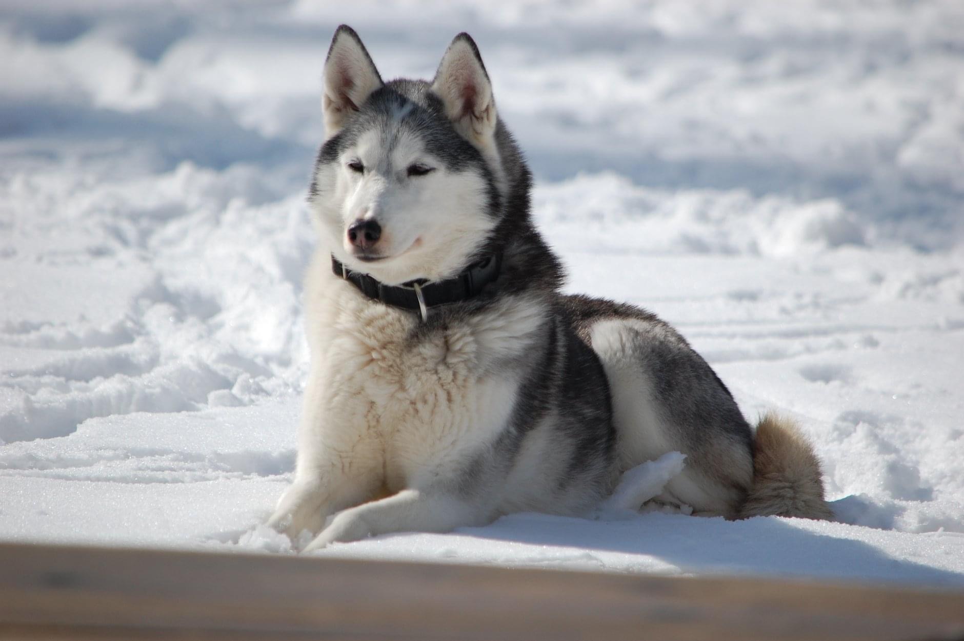 Bild von Husky Hündin Saerna