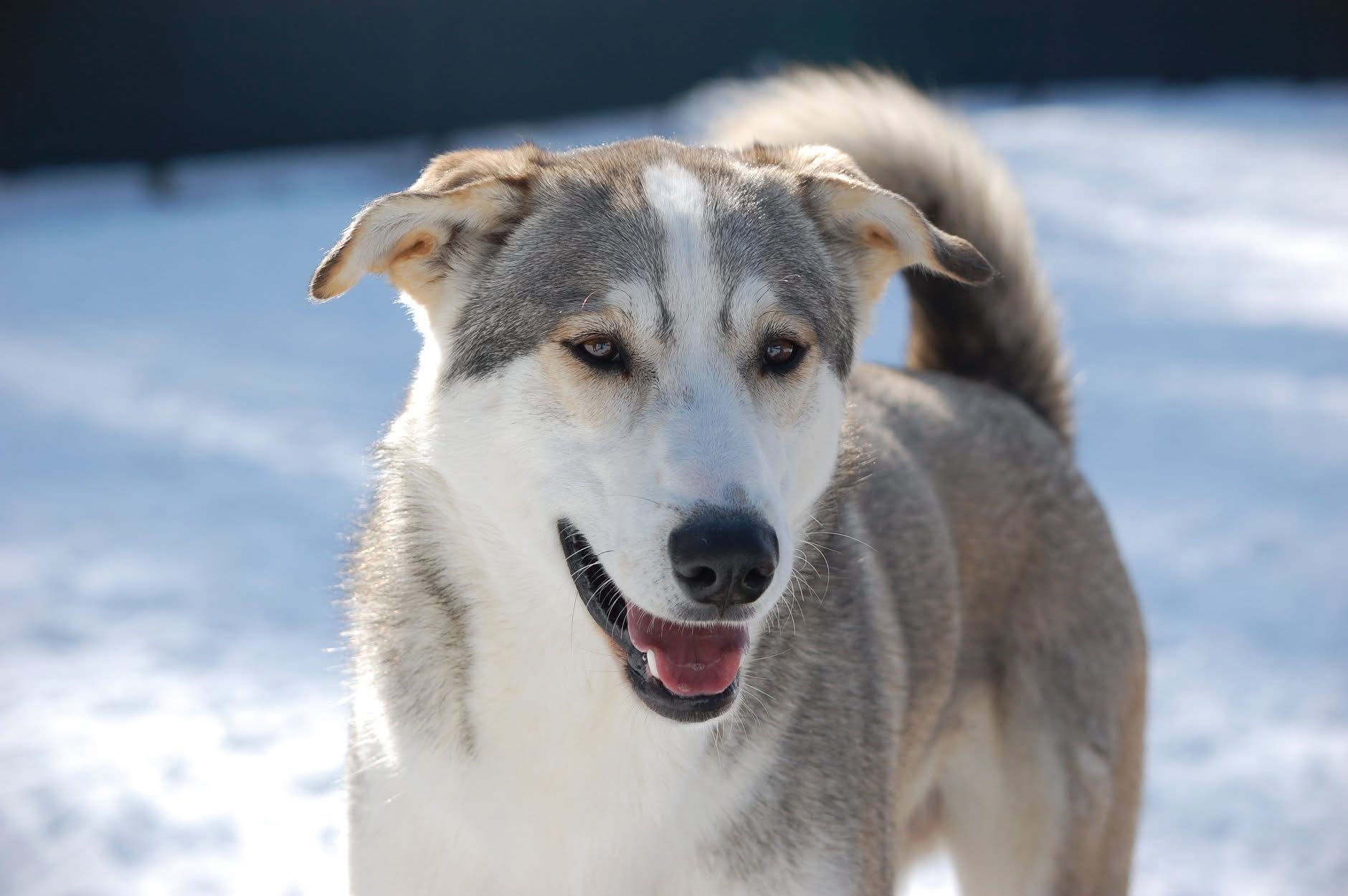 Bild von Husky Seppala