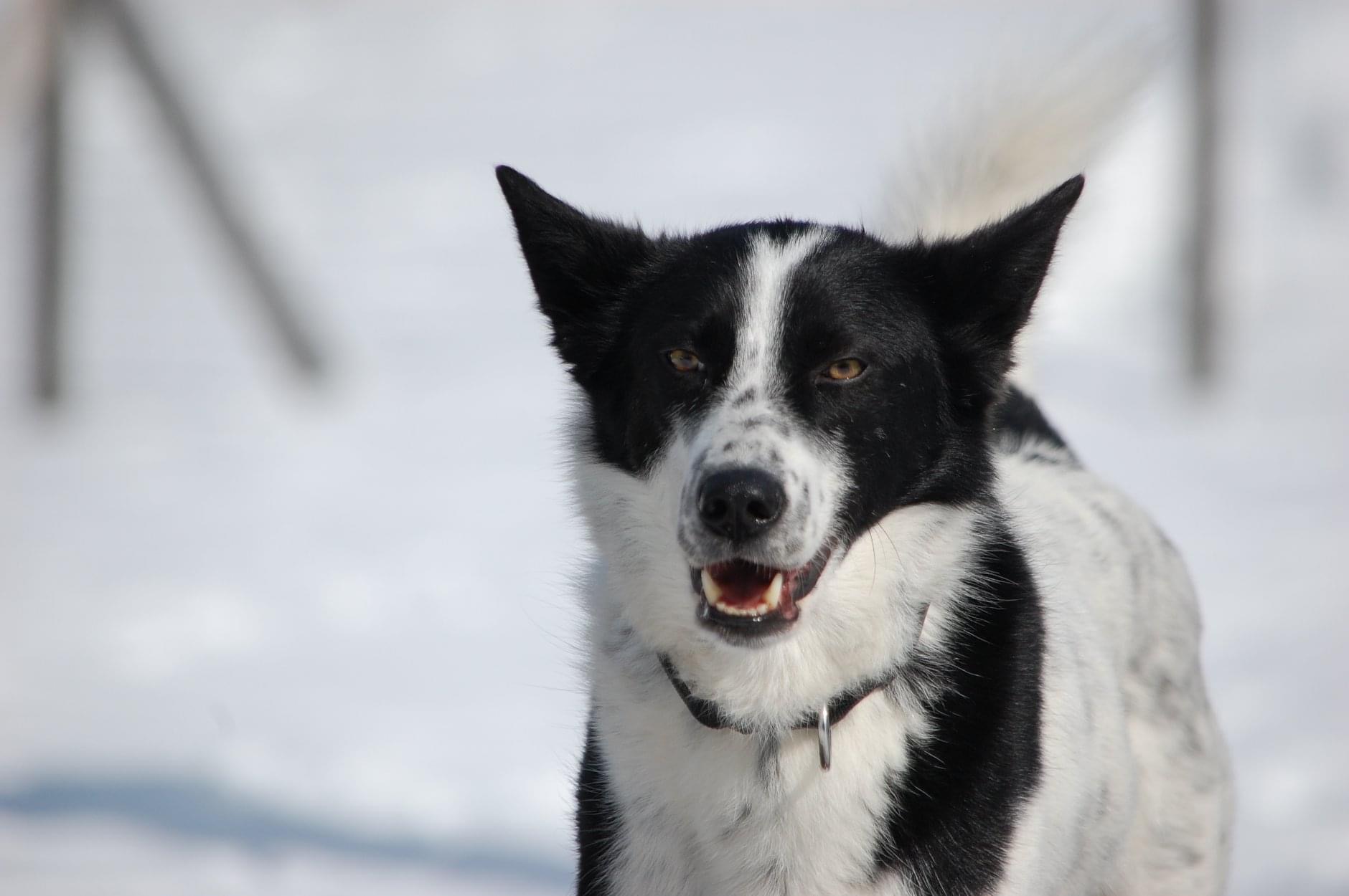 Bild von Husky Rüde Sero