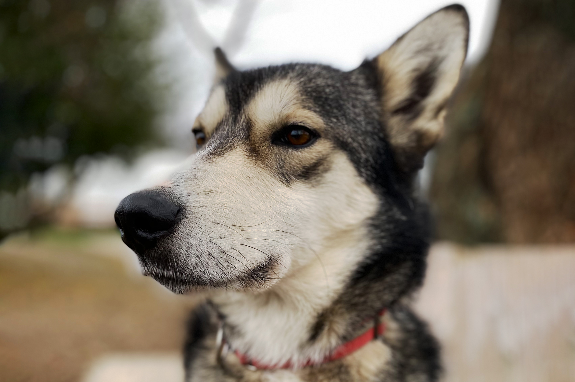 Bild von Husky Rüde Taku