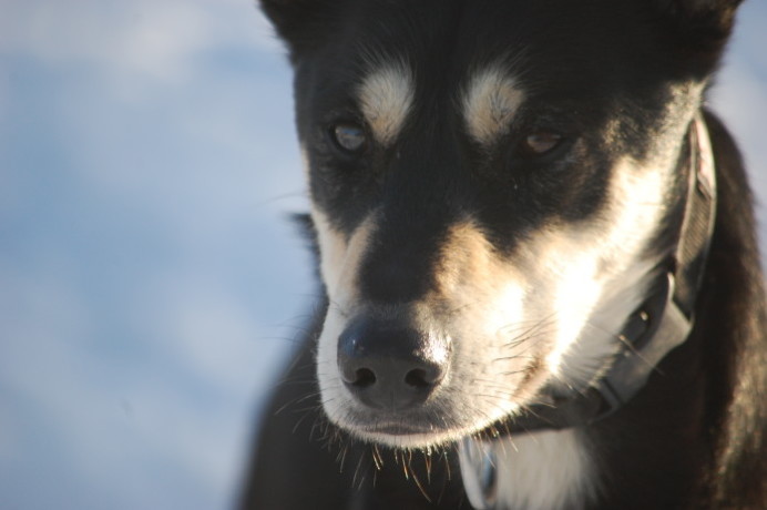 Bild von Husky Rüde Tommy